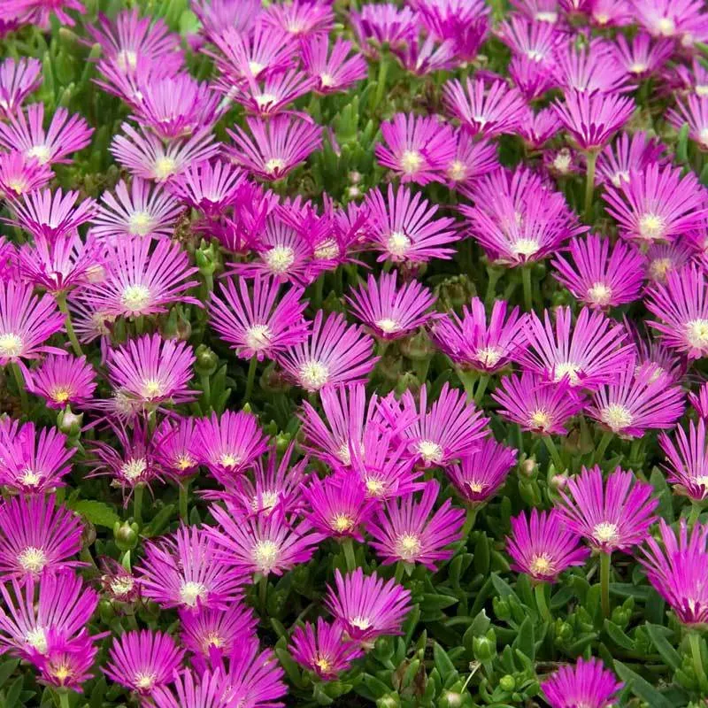 The Natural World Delosperma cooperi ijsbloem plant roze