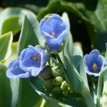 The Natural World Mertensia maritima oesterplant P9 eetbaar