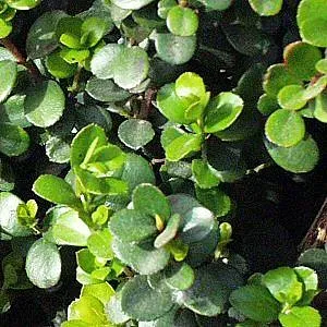 The Natural World Myrsine africana struik eetbare bes
