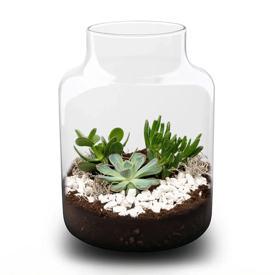 Urbanjungl Milky succulent terrarium DIY kit Ø 21 cm