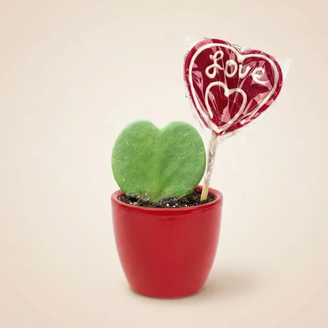 Urbanjungl Sweetheart plant set hartjesplant rode pot