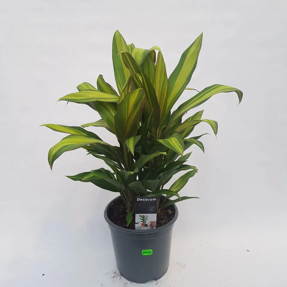 Tuincentrum Heerdink Cordyline Kiwi kamerplant 55 cm bont