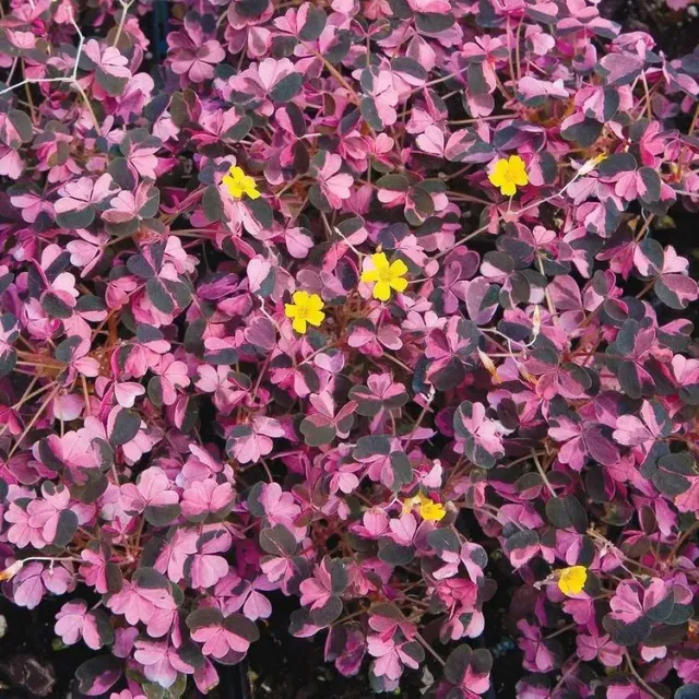 The Natural World Oxalis vulcanicola Plum Crazy plant eetbaar