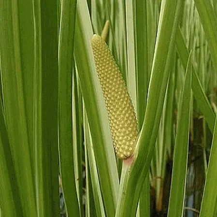 The Natural World Acorus calamus Kalmoes plant P9 oever