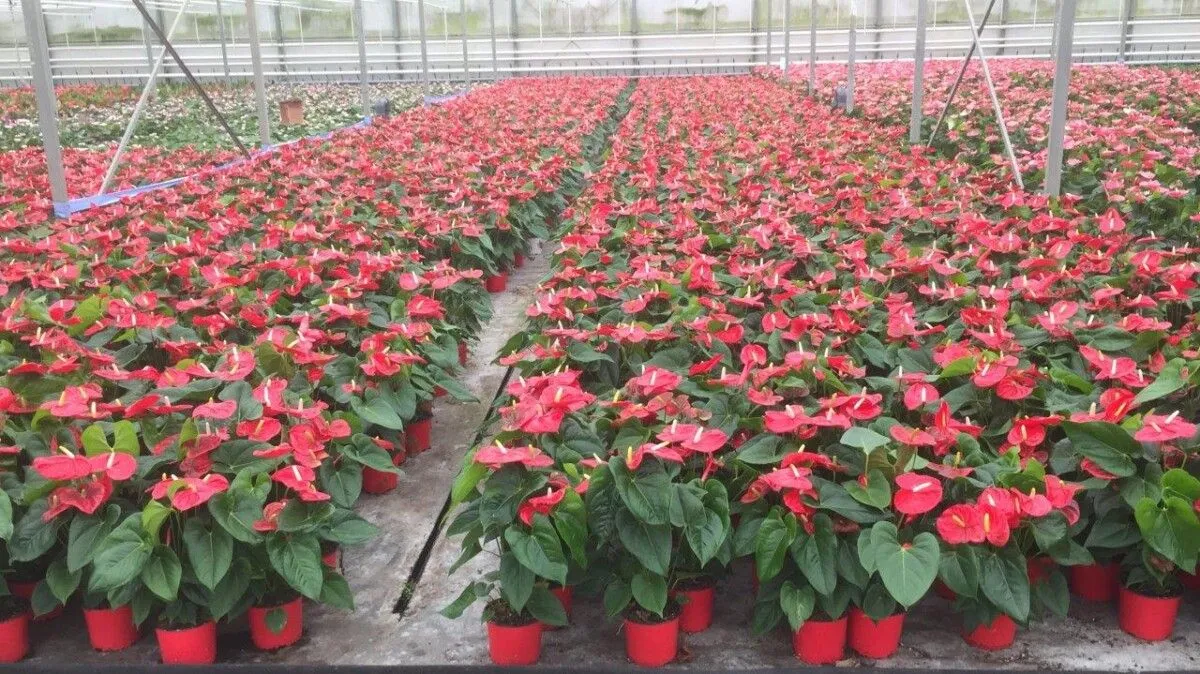 XL-Bloom YoungPlants XL.88 Aloha Red paprikaplant rood zoet