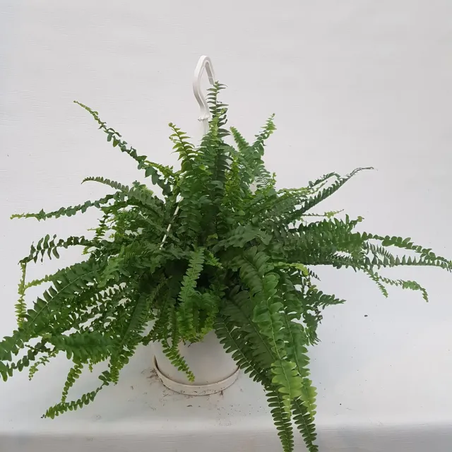 Tuincentrum Heerdink Nephrolepis exaltata krulvaren kamerplant
