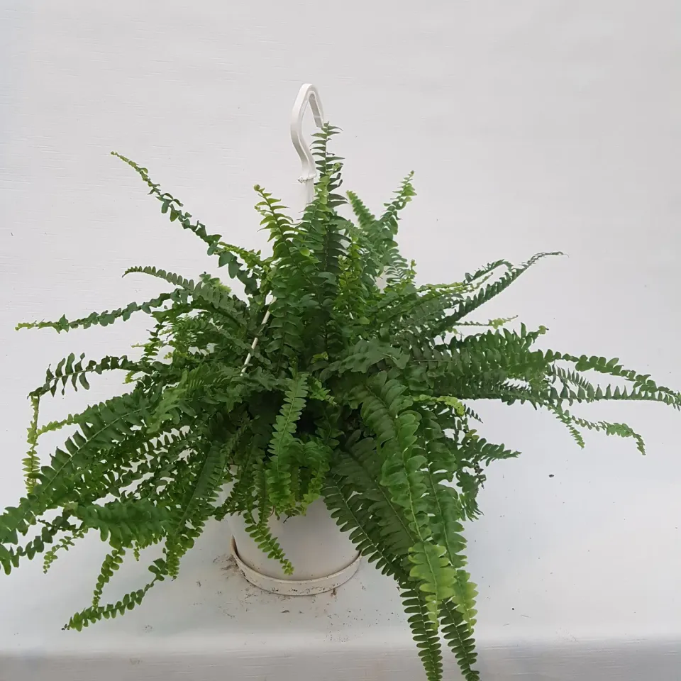 Tuincentrum Heerdink Nephrolepis exaltata krulvaren kamerplant
