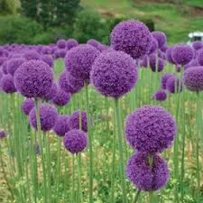 The Natural World Allium giganteum sierui plant P11 paars