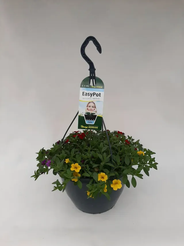 Tuincentrum Heerdink Callibrachoa Burlesque mix hangplant