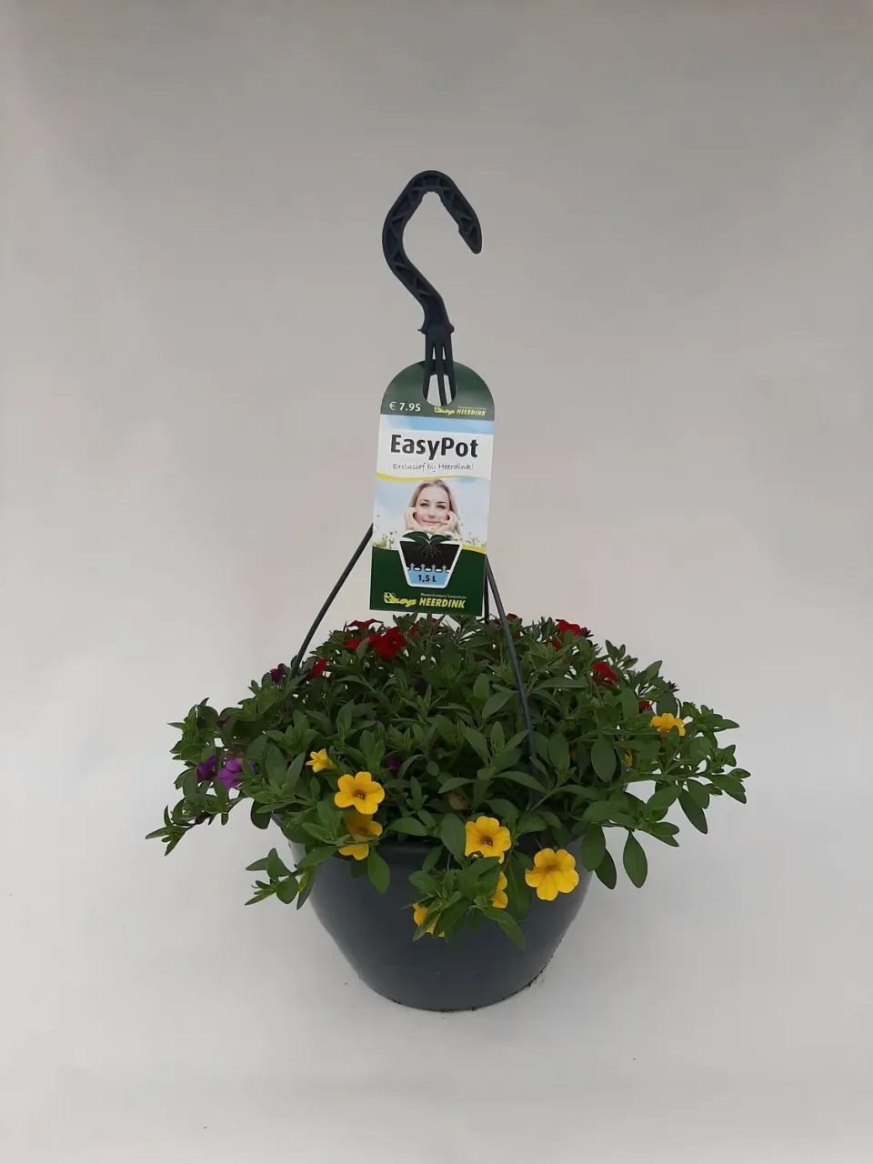 Tuincentrum Heerdink Callibrachoa Burlesque mix hangplant