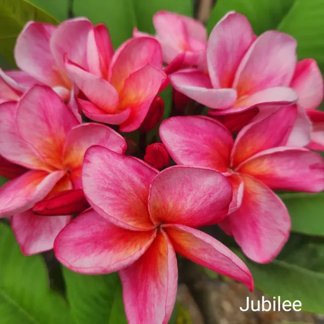 The Natural World Plumeria rubra Jubilee frangipani plant geurend