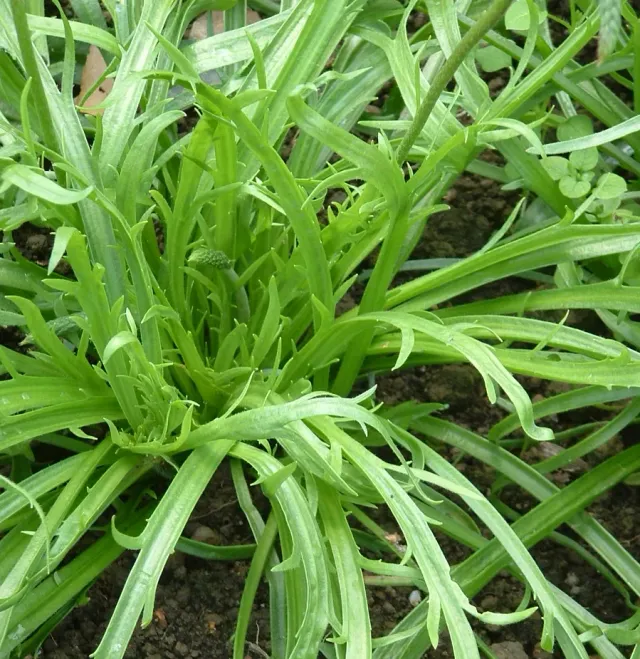 The Natural World Plantago coronopus weegbree P9