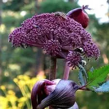 The Natural World Angelica gigas engelwortel P9 eetbaar