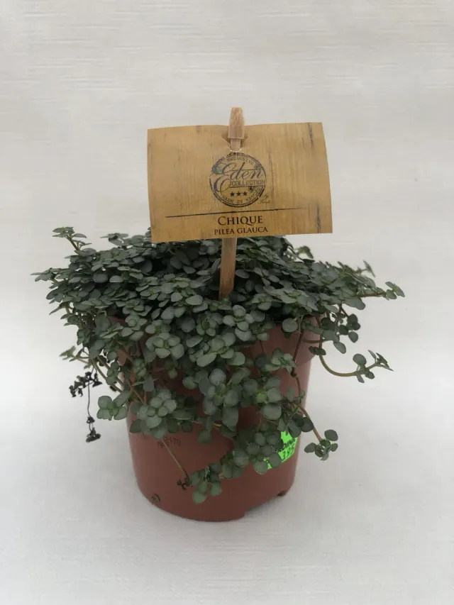 Tuincentrum Heerdink Pilea glauca kamerplant hangend