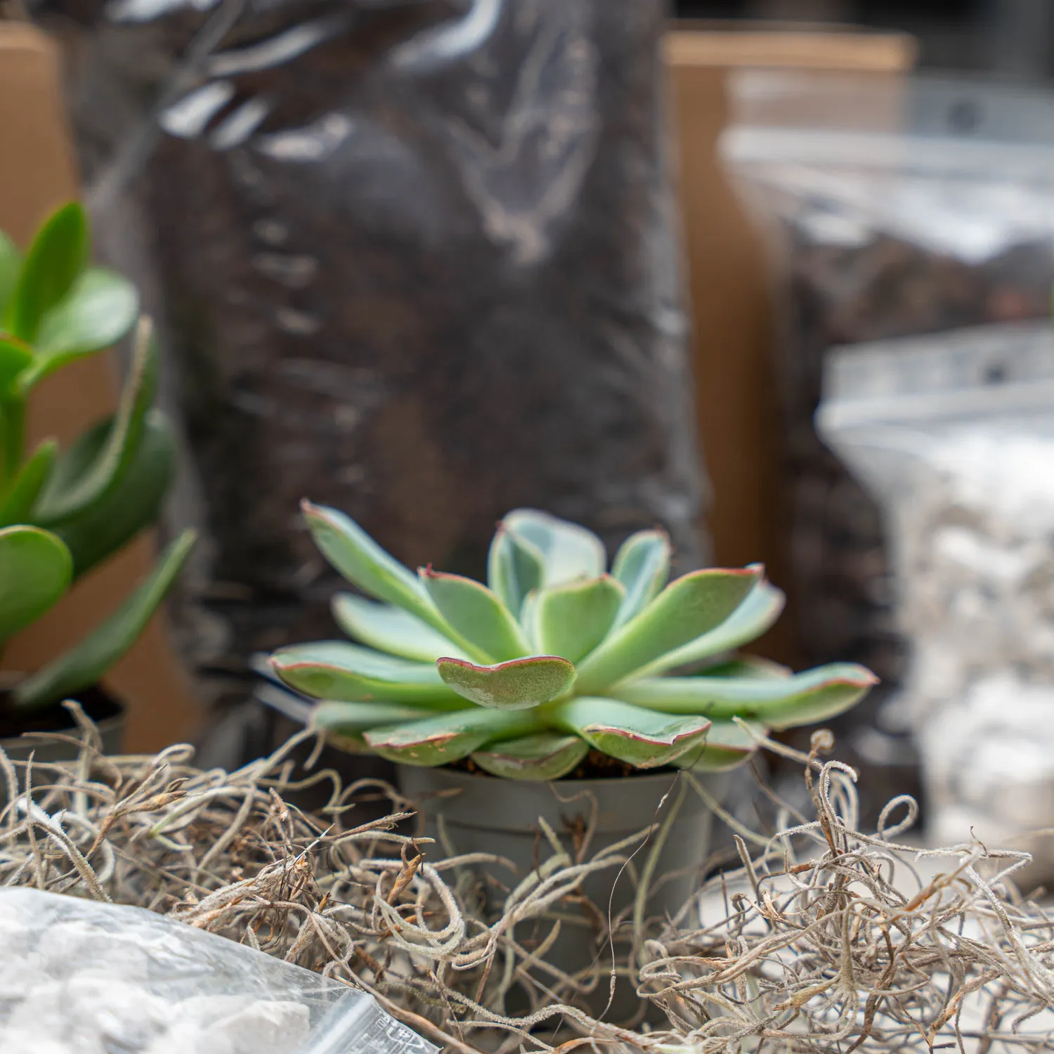 Urbanjungl Succulenten navulset L/XL 3 stuks met startersgrond