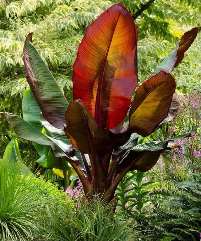 The Natural World Ensete Maurelli kuipplant rood blad