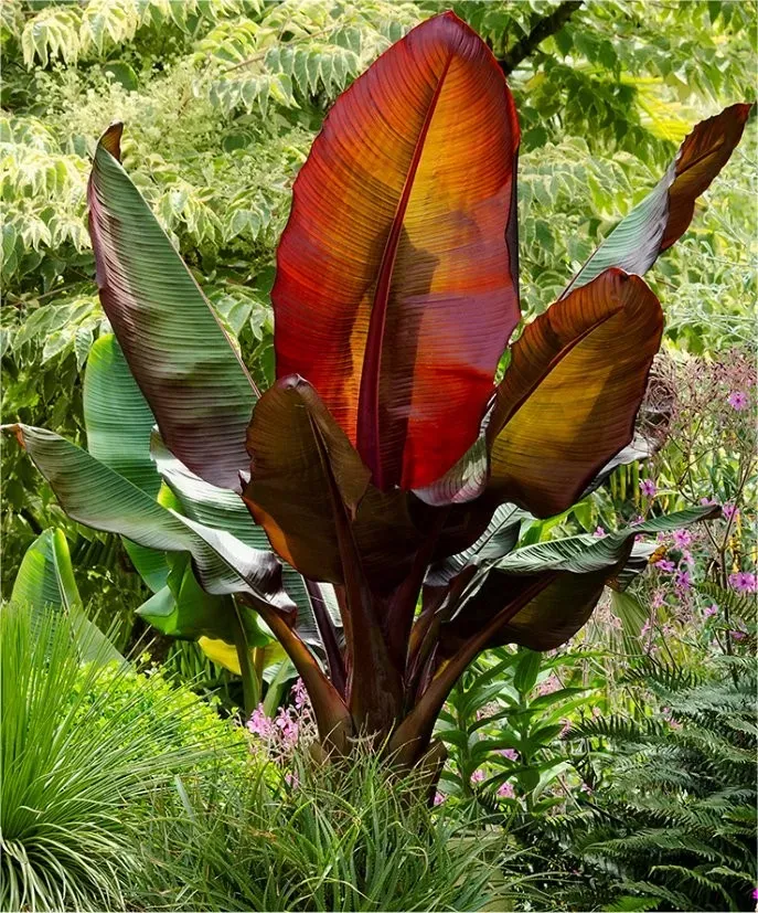 The Natural World Ensete Maurelli kuipplant rood blad