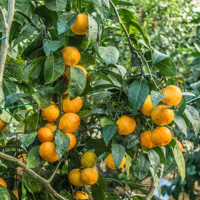 The Natural World Citrus unshiu Satsuma boom mandarijn eetbaar