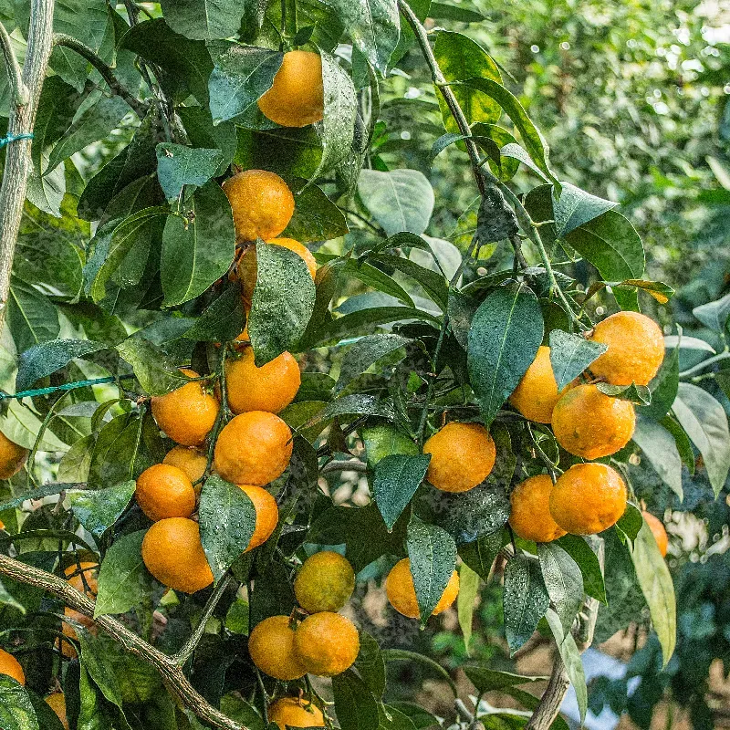 The Natural World Citrus unshiu Satsuma boom mandarijn eetbaar