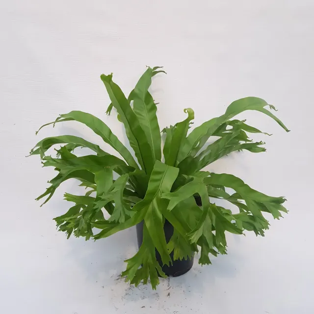 Tuincentrum Heerdink Asplenium Crissie nestvaren groen