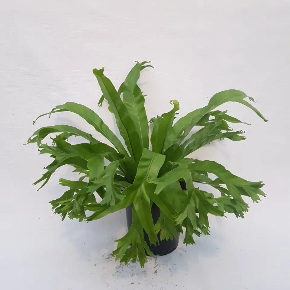 Tuincentrum Heerdink Asplenium Crissie nestvaren groen