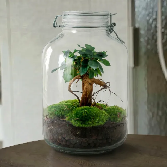 Urbanjungl Jar Bonsai terrarium weckpot DIY kit 18 cm
