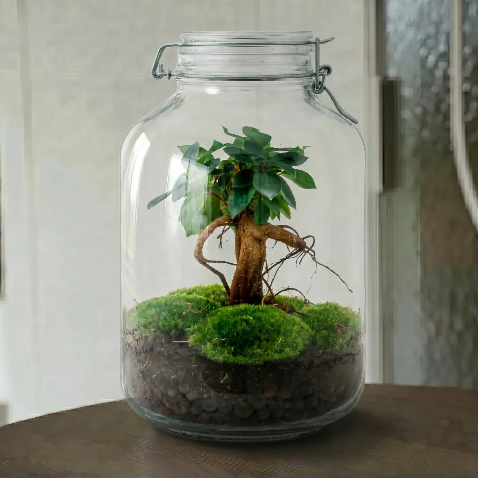 Urbanjungl Jar Bonsai terrarium weckpot DIY kit 18 cm