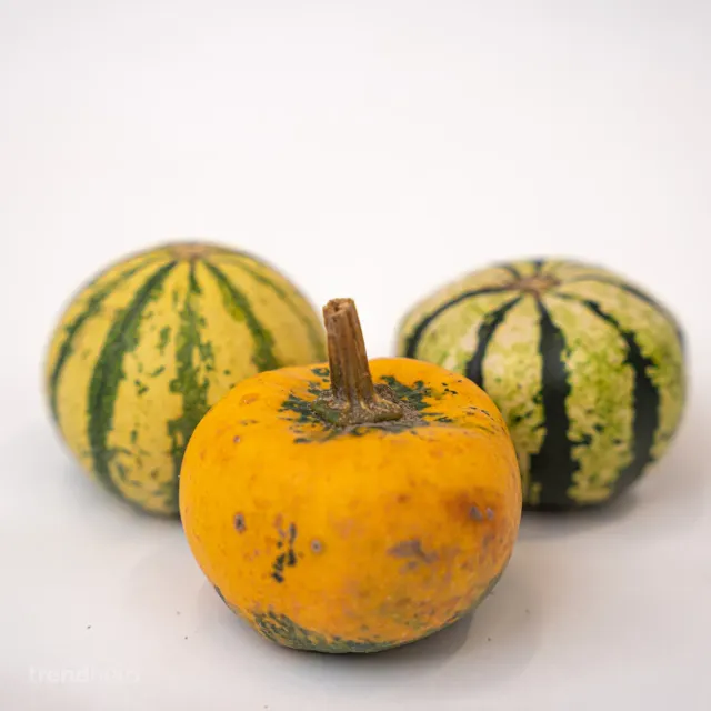 Urbanjungl Pumpkin mini pompoenen 3 stuks 6-8 cm