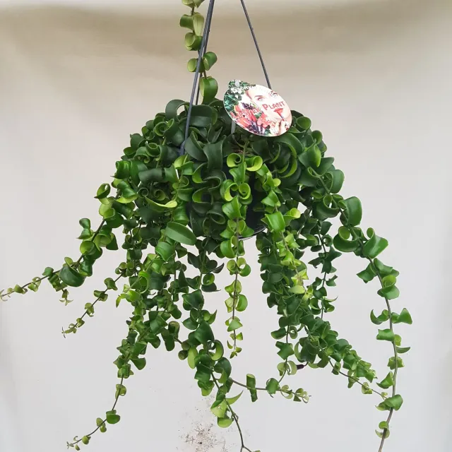 Tuincentrum Heerdink Aeschynanthus Rasta lipstickplant hangplant