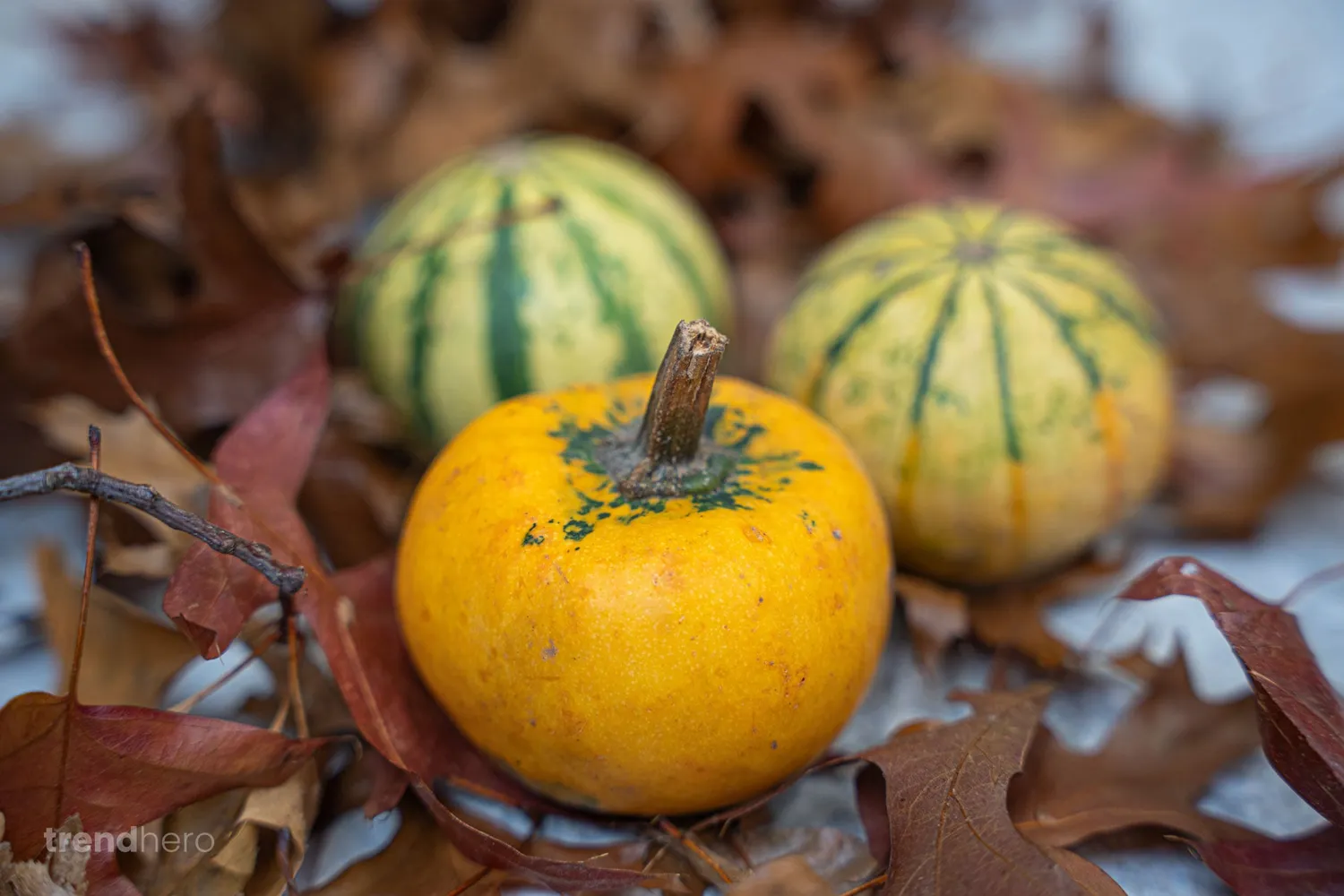 Urbanjungl Pumpkin mini pompoenen 3 stuks 6-8 cm