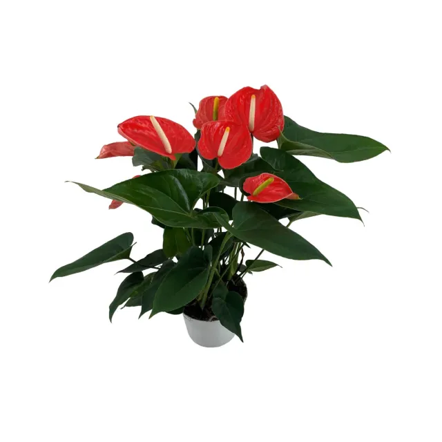XL-Bloom YoungPlants XL.125 Elephant Orange paprikaplant