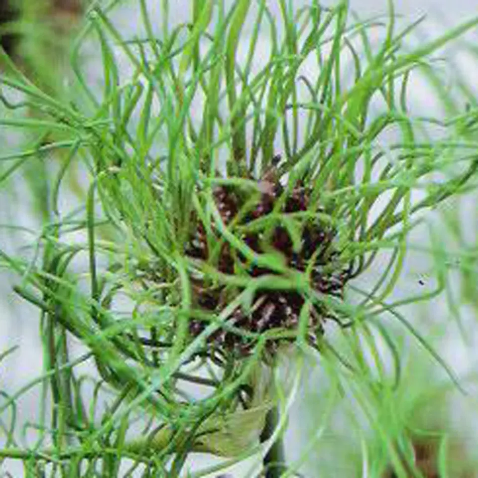 The Natural World Allium vineale kraailook plant P9 eetbaar