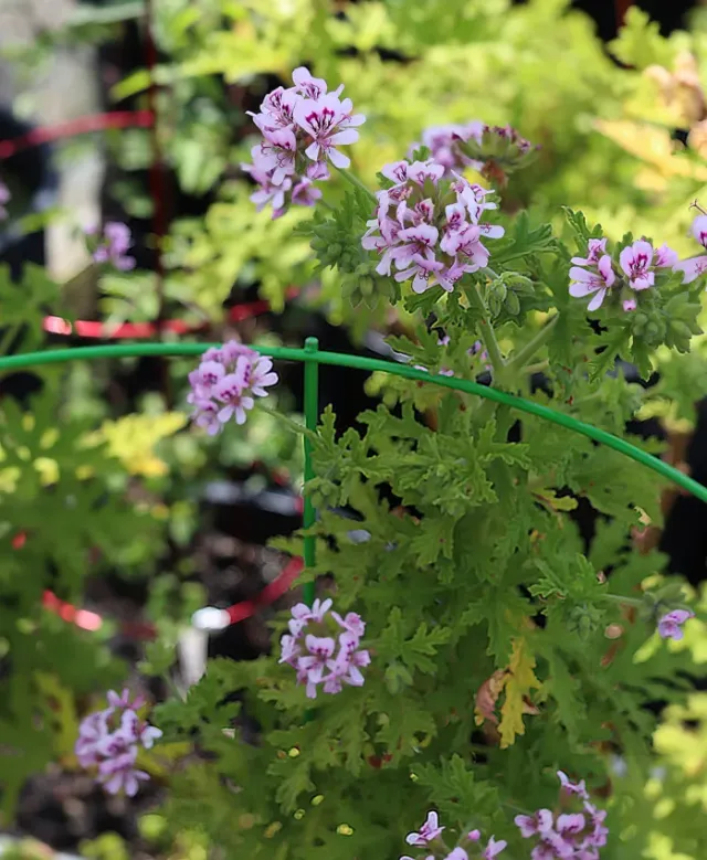 The Natural World Pelargonium Rose geranium plant eetbaar