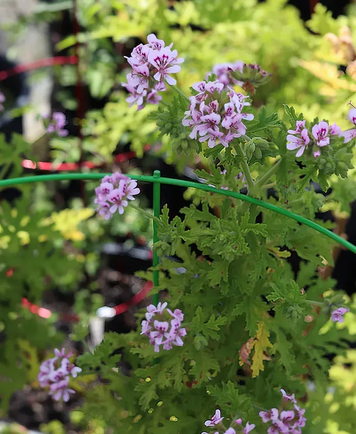 The Natural World Pelargonium Rose geranium plant eetbaar