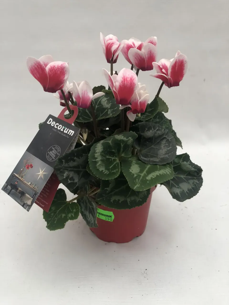 Tuincentrum Heerdink Cyclamen Indicum kamerplant bloeiend