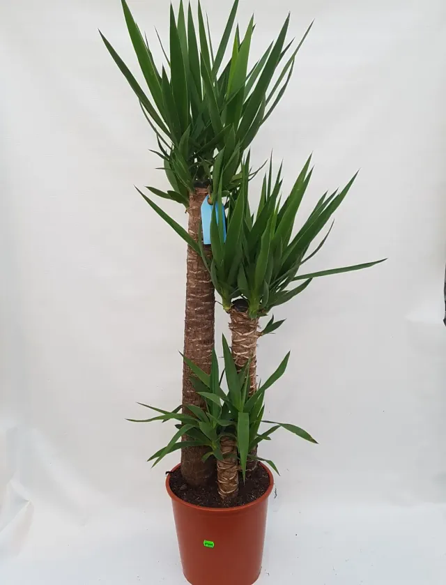 Yucca elephantipes palmlelie kamerplant 140 cm stam
