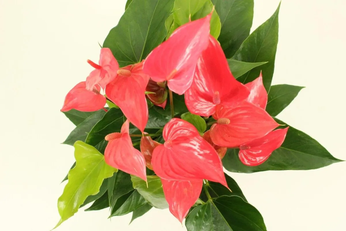 XL-Bloom YoungPlants XL.60 Lindey Pink jonge plant roze