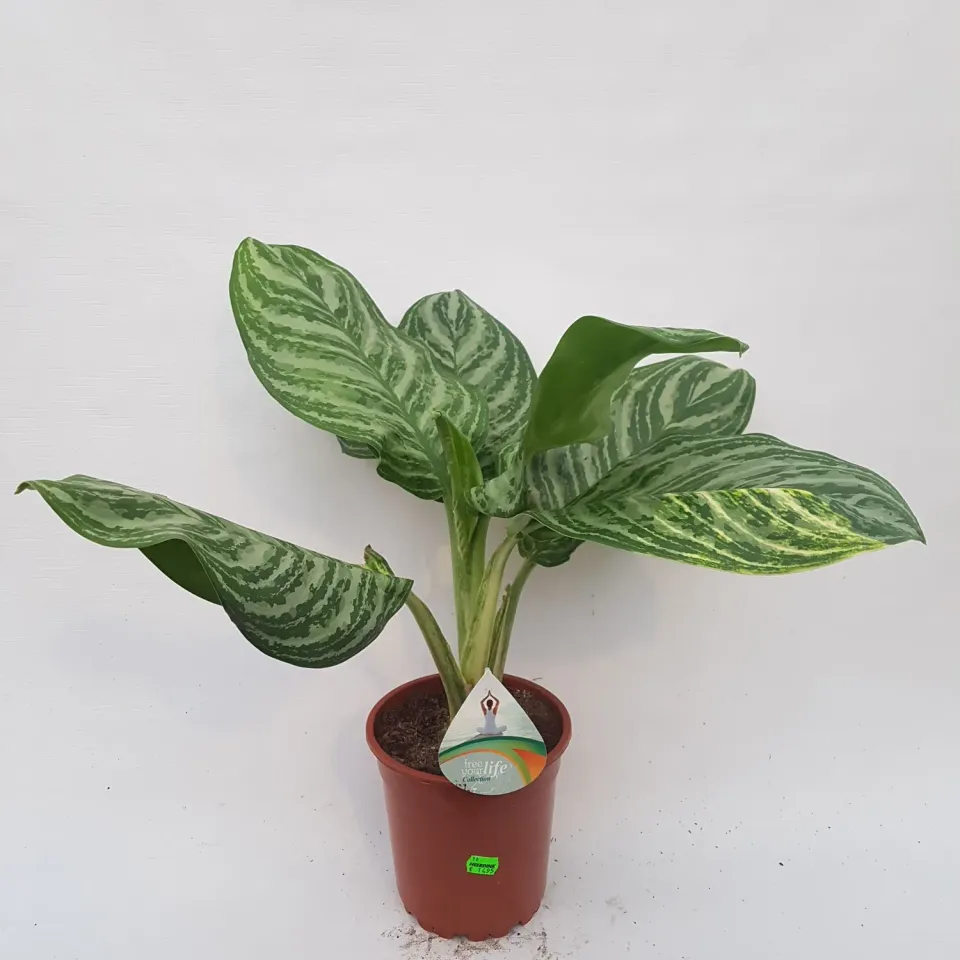 Tuincentrum Heerdink Aglaonema Silver Queen kamerplant bont blad