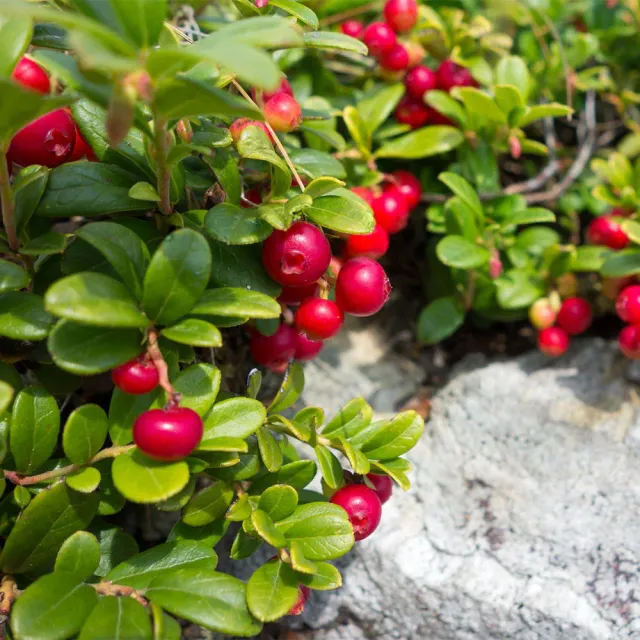 The Natural World Stevens cranberryplant zuur