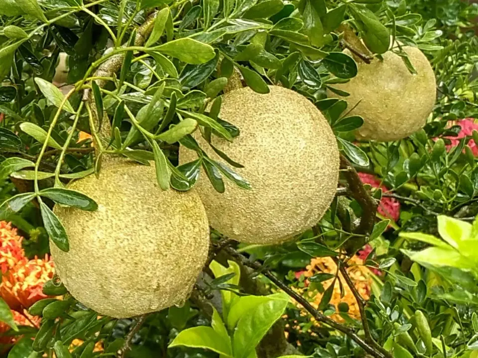 The Natural World Limonia acidissima houtappel plant eetbaar
