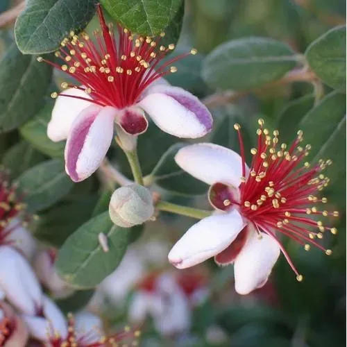 The Natural World Feijoa sellowiana ananasguave pot
