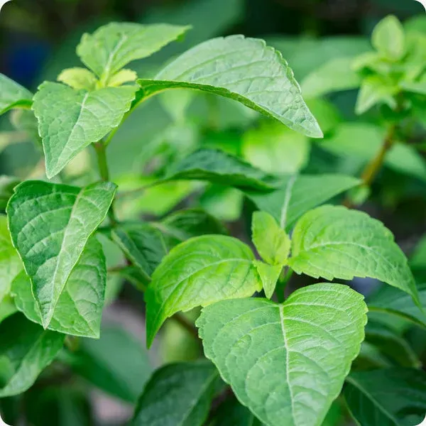 The Natural World Ocimum gratissimum basilicumplant
