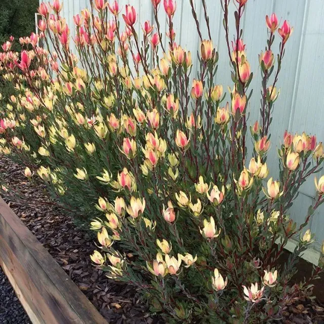 The Natural World Sixteen Candles leucadendron rood