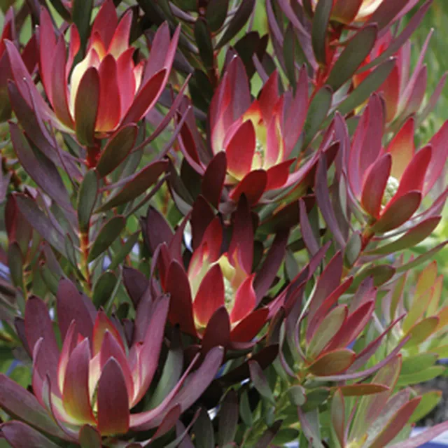 The Natural World Safari Sunset Plant Rood Kuip