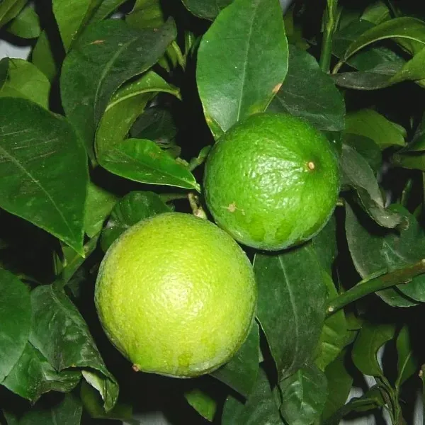The Natural World Citrus Bergamia citrusboom eetbaar