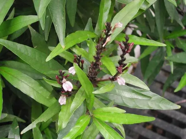 The Natural World Justicia gendarussa plant groenblijvend