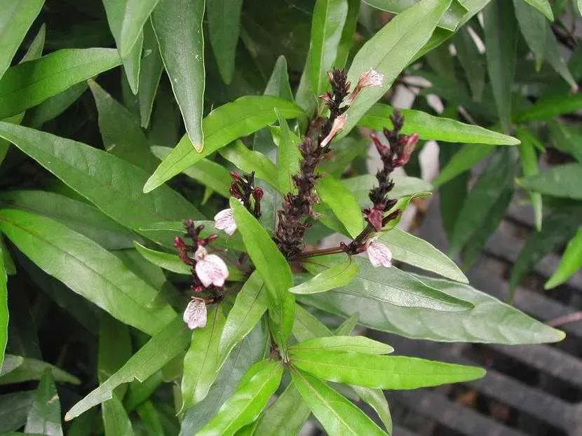 The Natural World Justicia gendarussa plant groenblijvend