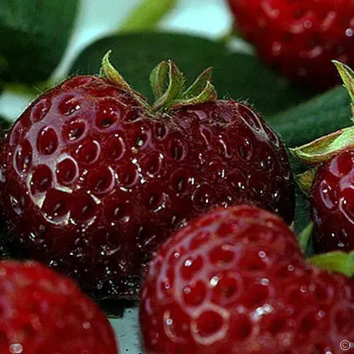 The Natural World Frau Mieze Schindler aardbeiplant P9 zoet