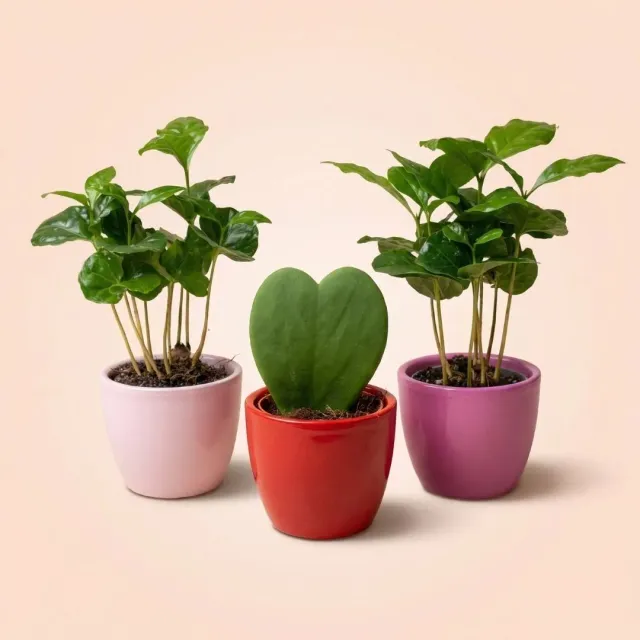 Urbanjungl Love planten set 3 mini pot 6 cm roze