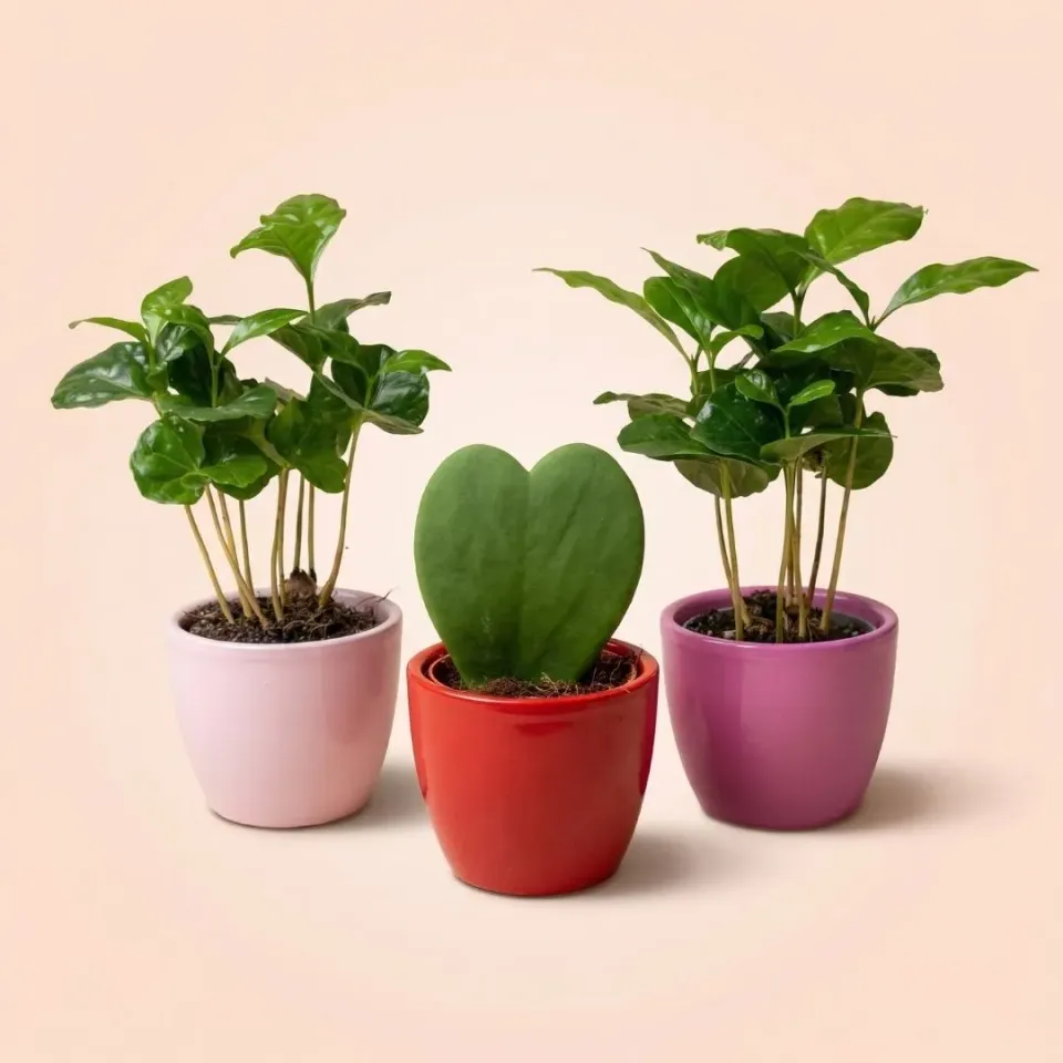 Urbanjungl Love planten set 3 mini pot 6 cm roze